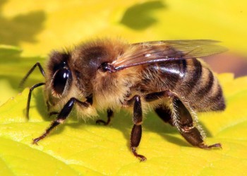 Honey bee (Apis mellifera).jpg